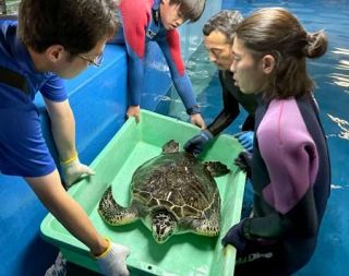 被災ウミガメ８匹、能登に戻る　水族館２０日再開、福井に避難