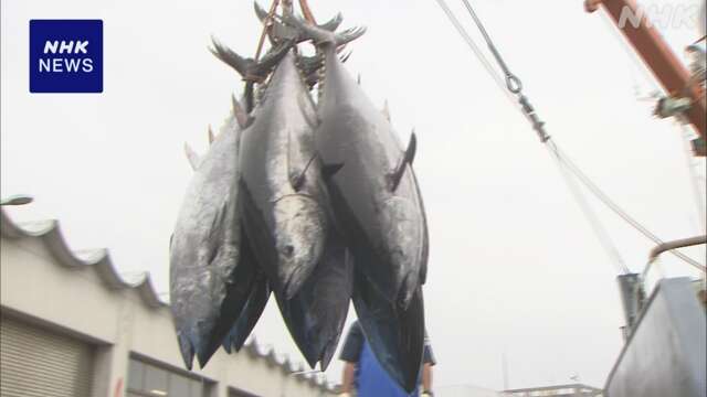 クロマグロ資源管理の国際会議 漁獲枠増で合意できるか焦点