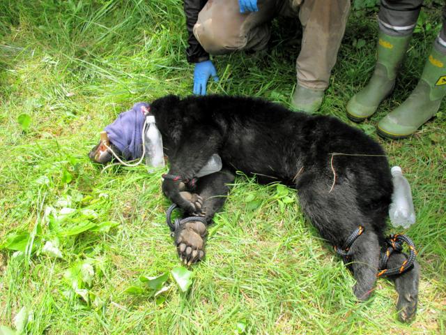 三重でツキノワグマ大量出没　すでに過去最多の昨年度超え