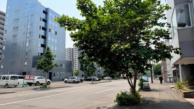 あれ？1本だけ葉が…実はニセ街路樹　道路管理に影響「名乗り出て」