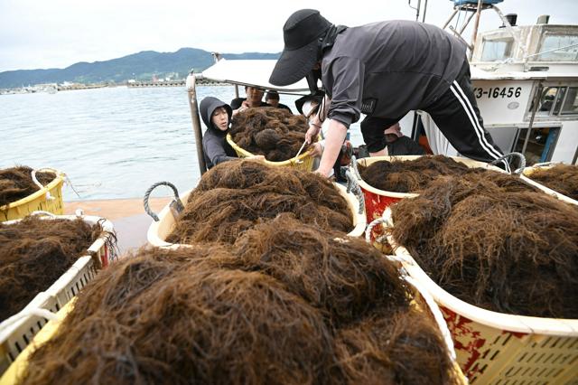 輪島で「海女漁」再開　能登地震の影響、サザエなど見送りモズクのみ