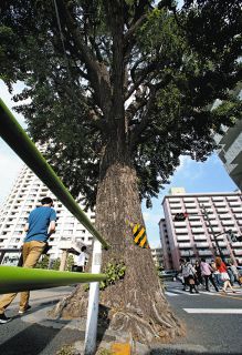 「井深先生の約束」は？「倒木の危険」は口実？　明治学院大前のイチョウ、1年経ってもくすぶる伐採の是非