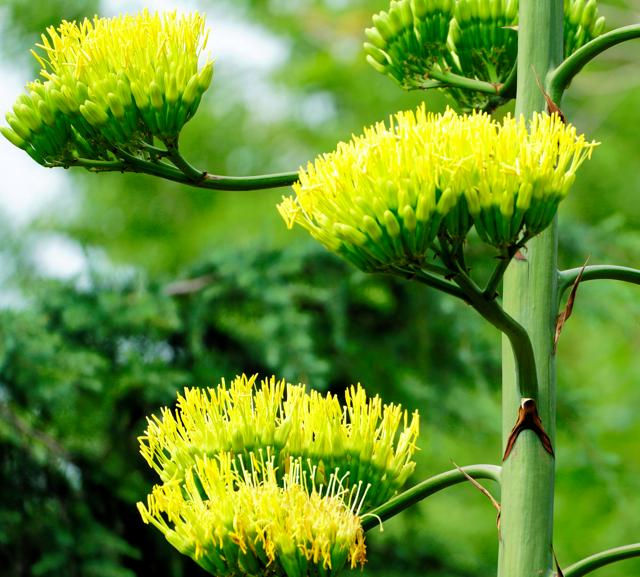 咲いた「100年に一度の植物」　高さもぐんぐん　東京・日比谷公園