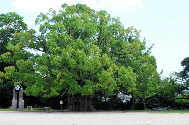 空襲に耐え、いまも小学校見守るクスノキ　「守りたい」児童らがCF