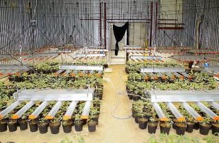 大麻草栽培疑い、２千本押収　３県警、ベトナム国籍６人再逮捕