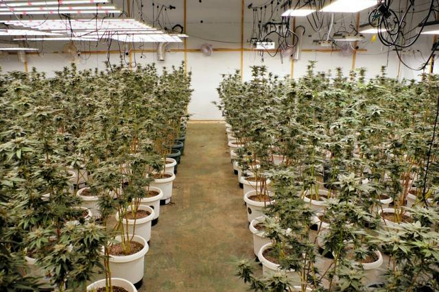 関東で4カ所の大麻栽培工場を摘発、大麻草2千本を押収　埼玉県警