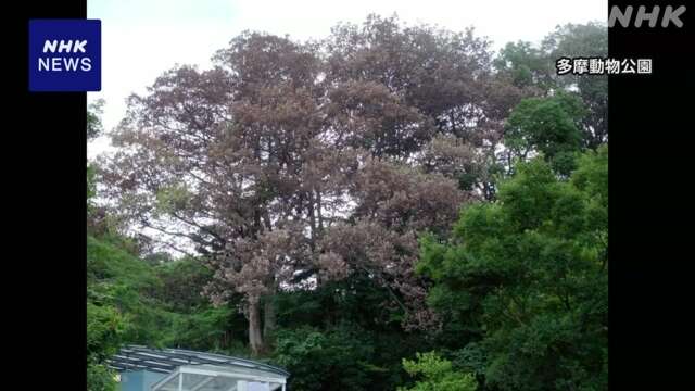 東京23区の公園 特定の虫で樹木が枯れる「ナラ枯れ」相次ぐ