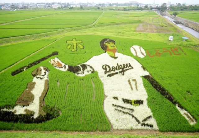 大谷翔平とデコピンの田んぼアートが出身地に　「本塁打王に」と期待