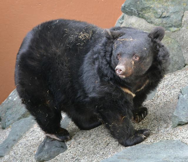 ツキノワグマの「ベニー園長」死ぬ　和歌山城公園動物園の人気者