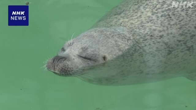 北海道 紋別 アザラシの飼育を体験できるイベントが人気