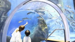 「のとじま水族館」が再開、石川　能登半島地震で被災、歓声戻る