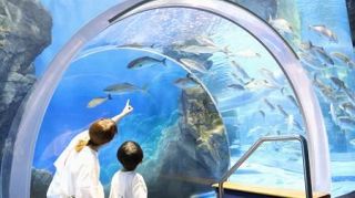 「のとじま水族館」が再開、石川　能登半島地震で被災、歓声戻る