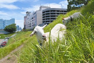 いまや多摩ニュ－タウンの夏の風物詩　ヤギの「除草隊」ただいまお仕事中