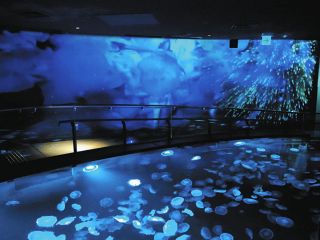 クラゲ500匹が水槽に、壁に…　東京・すみだ水族館、COOLな夏を演出　限定ドリンク・スイーツも