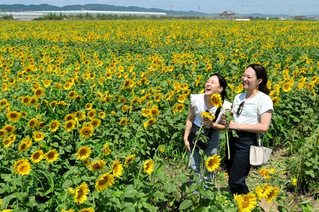 津波で被災した農地にヒマワリ280万本満開　猛暑の宮城県山元町で