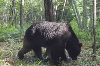 ヒグマ7980頭に抑制する案　昨年比3割減、北海道が計画