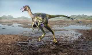 恐竜化石、鳥類“親戚”の新種　トロオドン科、兵庫で発見