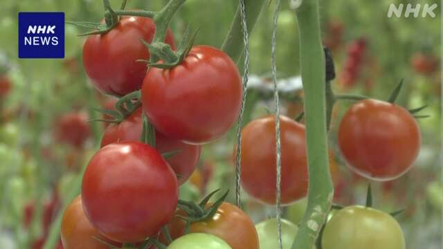 ことし建設の大規模な生産施設でトマトの出荷作業盛ん 青森