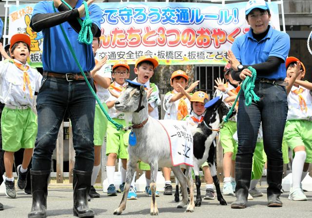 「飛び出しちゃだメェ～」ヤギが一日署長、夏休みの事故防止呼びかけ