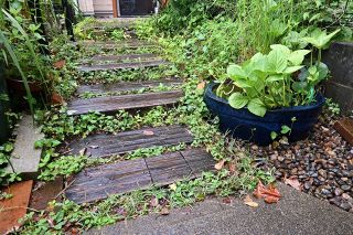 洪水を増やすコンクリの庭を変える「雨庭」東京都区部で挑戦　手間をプラスに変えるには