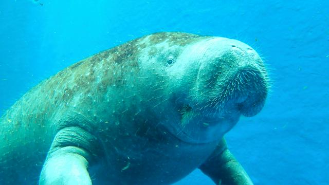 鳥羽水族館のアフリカマナティー「かなた」死ぬ　国内で唯一のオス