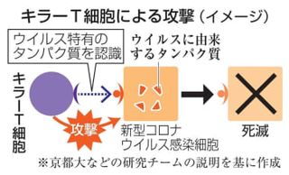 キラーT細胞でコロナ治療　ESから作製、特許出願