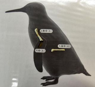 最小ペンギン化石は新種　翼に特徴、進化解明に道