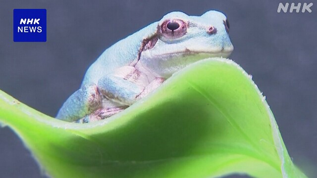 “10万匹に1匹” 青いアマガエル展示 三重 伊勢の水族館