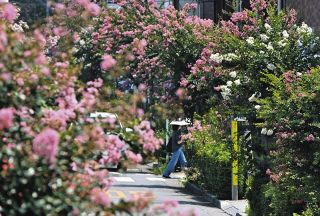 百日紅、高島平で見ごろです　さて、この花の名は何と読む？