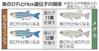 魚のひれの形を決める「Hox遺伝子」とは　埼玉大などがゲノム編集技術で初めて解明