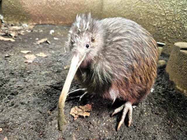 ニュージーランドの鳥「キウイ」、日本国内飼育の最後の1羽死ぬ