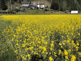 福島県飯舘村でナタネを栽培して実験してみた…油に放射性セシウムは移行する？しない？　