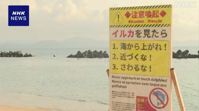 福井 美浜町 海水浴場で野生のイルカにかまれ 親子2人軽いけが