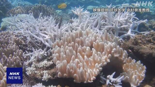 沖縄本島北部の浅瀬に広がるサンゴに白化を確認 琉球大学