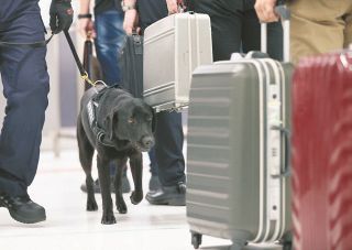 「汚れたカネ」の臭いをクンクン　紙幣探知犬2頭、成田空港に国内初の導入　新紙幣もかぎ分ける実力