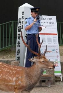 観光客？奈良でシカを蹴り殴る　動画拡散、相談９０件超