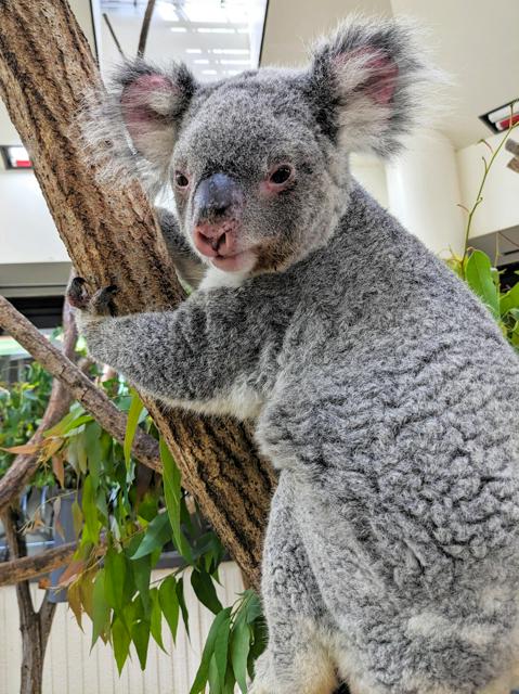 コアラ「ハニー」死ぬ、2日前に「ピリー」も　埼玉の動物自然公園