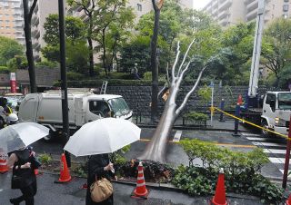 台風7号の強風で高さ20メートルの木が倒れる　渋谷区の広尾ガーデンヒルズ近く、道路ふさぐ