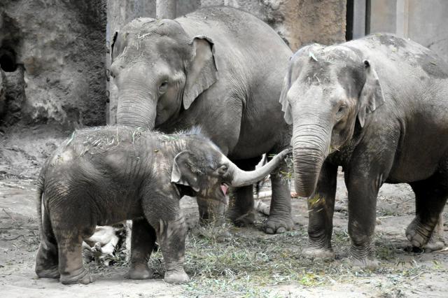 札幌・円山動物園のアジアゾウ1歳に「成長見守って」群れの飼育進む