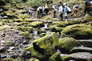 御岳山の苔ツアーに行ってみた！　みずみずしい葉が折り重なって…見始めると止まらない癒やしの「時間泥棒」