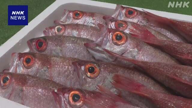 沖合底引き網漁の水揚げ 高級魚ノドグロやマダイも 島根 浜田