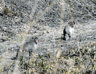 避難解除されたのに…住民の帰還を阻むサル2600頭　福島で農作物、家屋に被害　県は「全頭捕獲」と言い出して