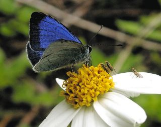 遺伝的多様性失い 途絶えた繁殖　小笠原諸島固有のチョウ、オガサワラシジミ　限られた個体数 近親交配繰り返す