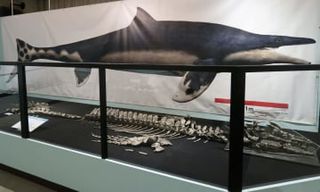 「海の王者」モササウルス新種発見に沸く　和歌山、化石で町の活性化挑戦も