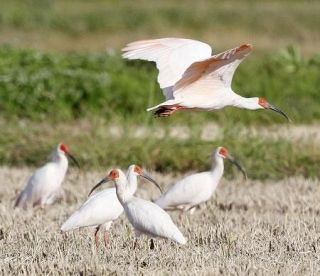 能登で本州初トキ放鳥へ　復興支援一環、２６年度にも