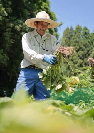 荒廃した畑を再生、ワサビの新産地化目指す　メーカーが冷涼な宮城の山あいに白羽の矢