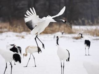 北海道のタンチョウ「再発見」から100年　保護実り生息数は回復、食害など摩擦も