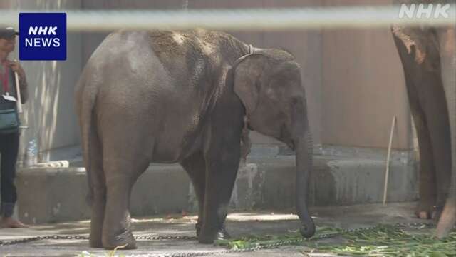 福岡市動物園 子どものゾウ3回飼育スペースから逃げ出すも営業