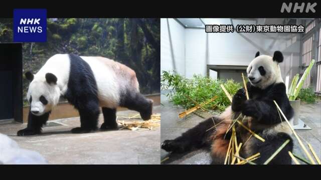 東京 上野動物園 双子パンダの両親 2頭とも9月に中国返還へ