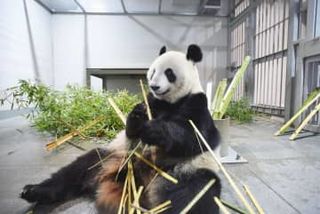 双子パンダの両親、中国返還へ　上野動物園、高血圧など健康不安